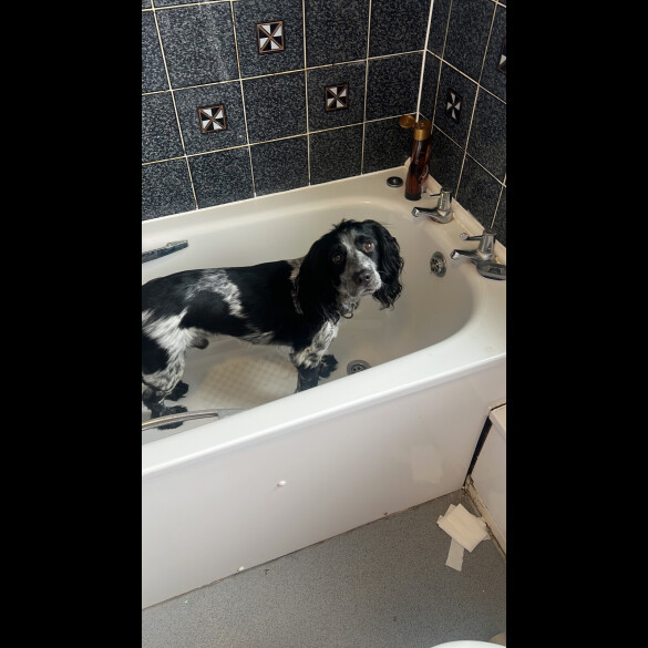 Cocker Spaniel (Working)