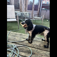 Cocker Spaniel (Working)