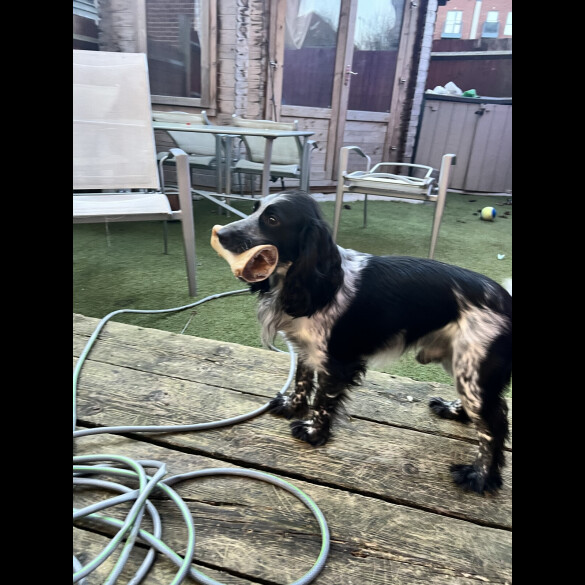 Cocker Spaniel (Working)