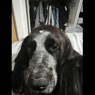 Cocker Spaniel (Working)