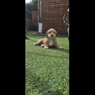 Cockapoo