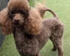 Cavapoo