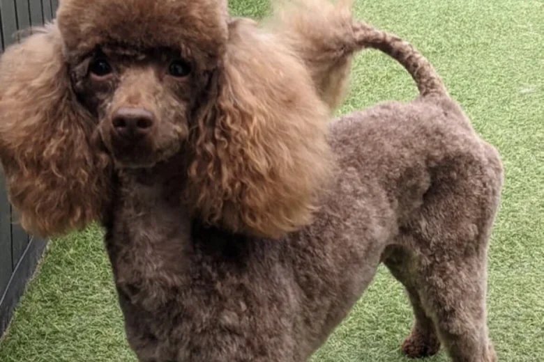 Cavapoo