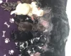 Cavapoo