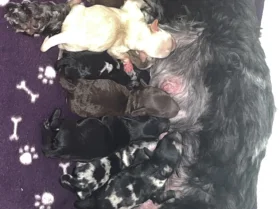 Cavapoo