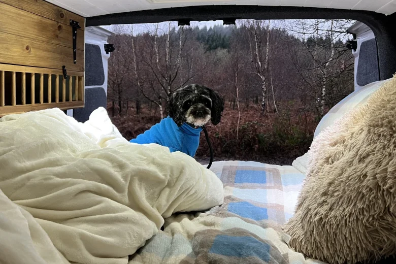 Cavapoo