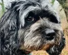 Cavapoo