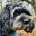 Cavapoo