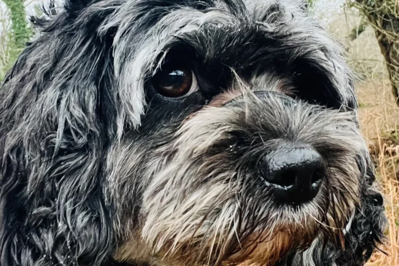 Cavapoo