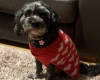 Cavapoo