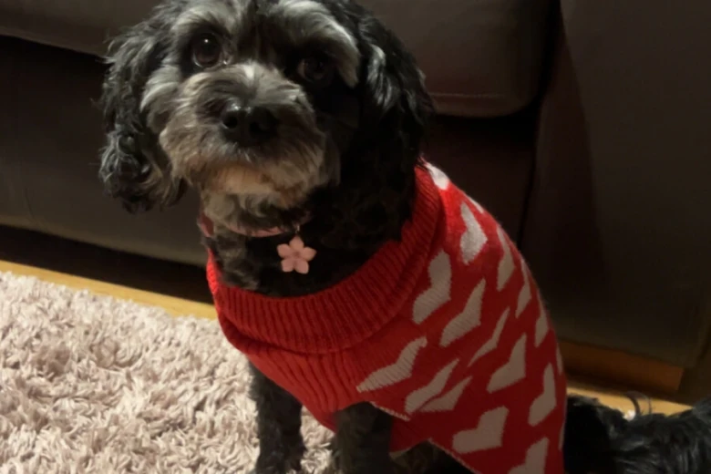 Cavapoo