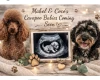 Cavapoo