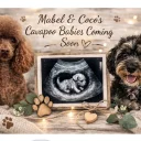 Cavapoo