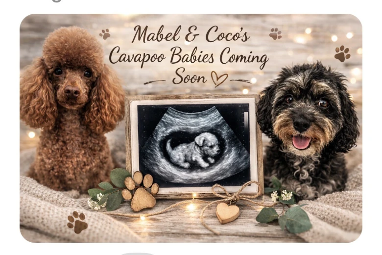 Cavapoo