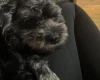 Cavapoo