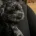Cavapoo
