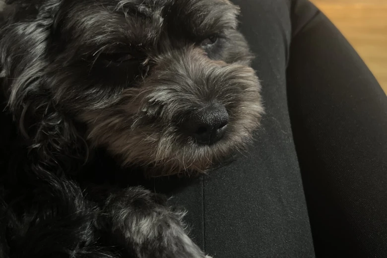 Cavapoo