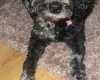 Cavapoo