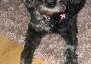 Dam