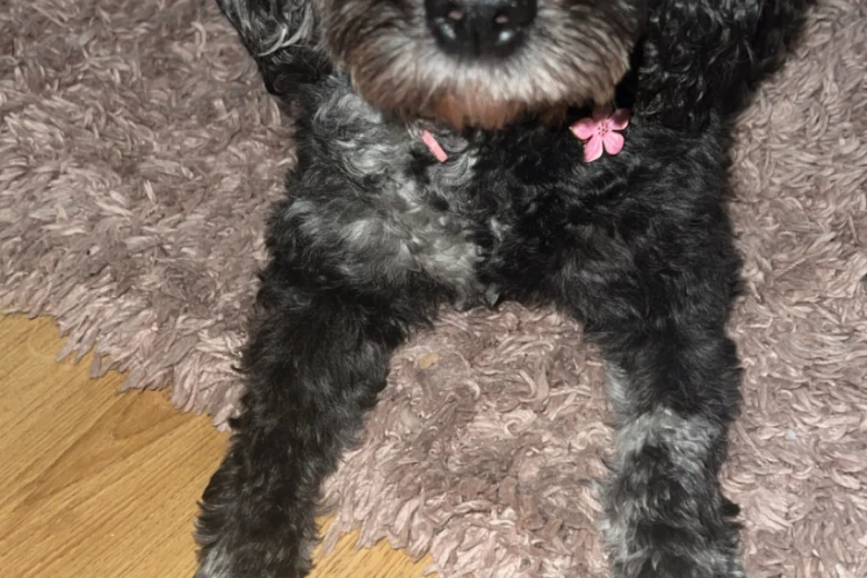 Cavapoo