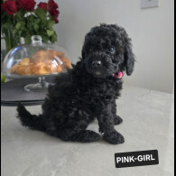 Toy Poodle