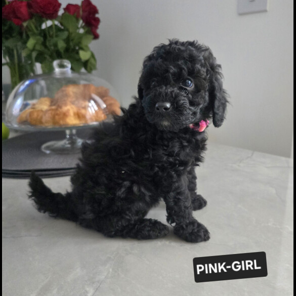 Toy Poodle