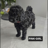 Toy Poodle