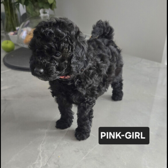 Toy Poodle