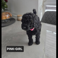 Toy Poodle