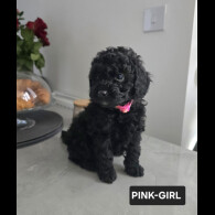 Toy Poodle