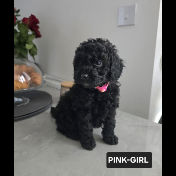 Toy Poodle