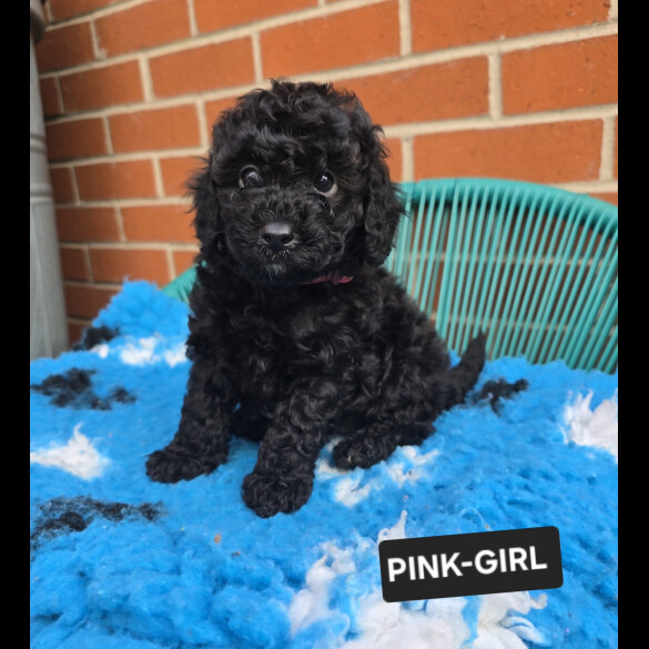 Toy Poodle