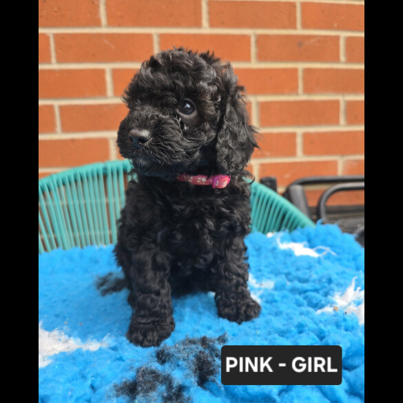 Toy Poodle
