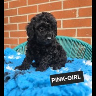 Toy Poodle