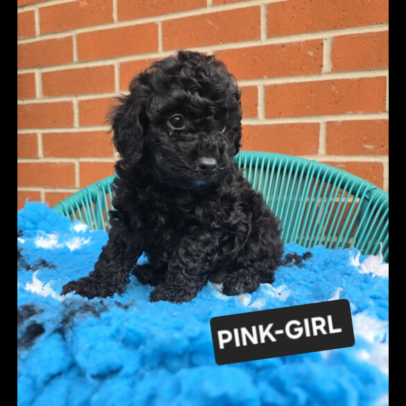 Toy Poodle