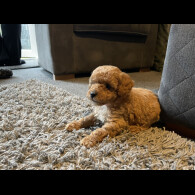 Toy Poodle