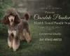 Toy Poodle