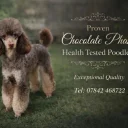 Toy Poodle