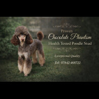 Toy Poodle