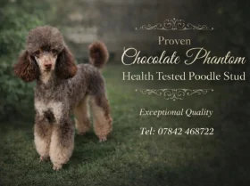Toy Poodle