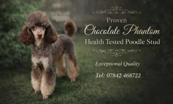Toy Poodle