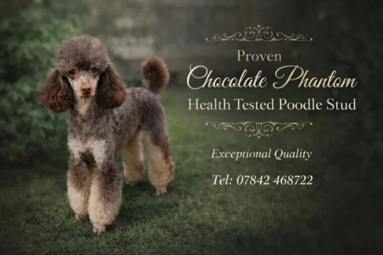 Toy Poodle