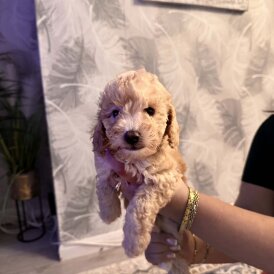 Toy Poodle