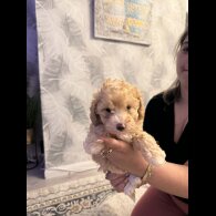 Toy Poodle