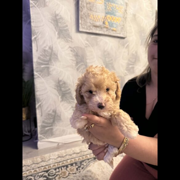 Toy Poodle
