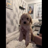 Toy Poodle