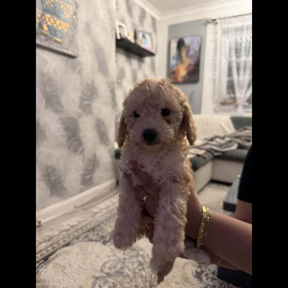 Toy Poodle