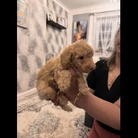 Toy Poodle