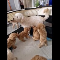 Toy Poodle
