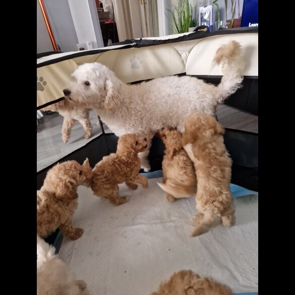 Toy Poodle
